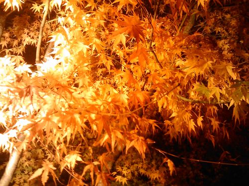 IMAG0742.jpg
