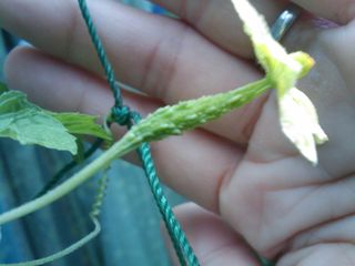 IMAG0623_org