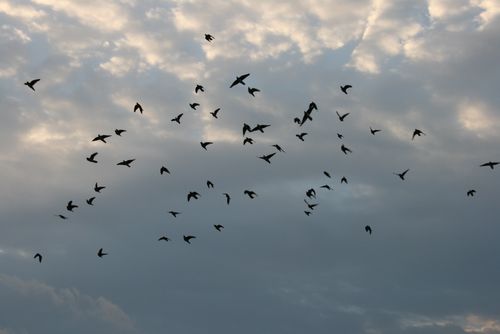 IMG_8077