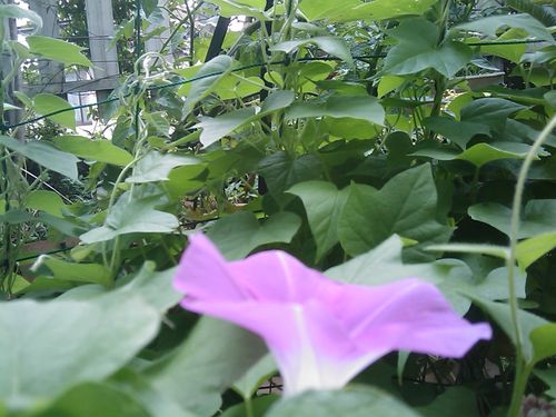 IMAG0050